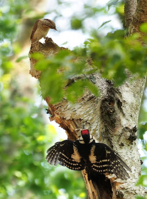 <i class='fa fa-user'></i> corvanspijk |   Draaihals  <i class='fa fa-eye'> 327</i>  <i class='fa fa-thumbs-up'> 1</i>   <i class='fa fa-comment-o'> 5</i>