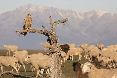 <i class='fa fa-user'></i> Luc Meert |   Spaanse Keizerarend  <i class='fa fa-eye'> 364</i>  <i class='fa fa-thumbs-up'> 18</i>   <i class='fa fa-comment-o'> 5</i>