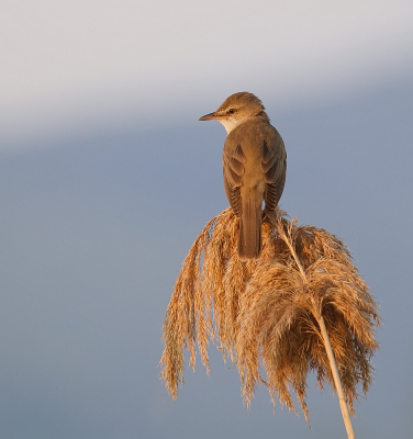 Vogel foto: Acrocephalus arundinaceus / Grote Karekiet / Great Reed Warbler