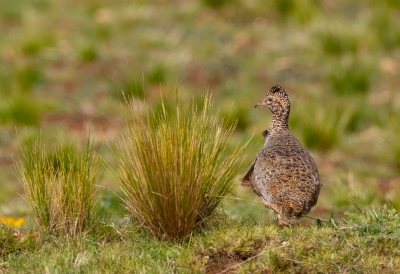 <i class='fa fa-user'></i> charlysax |   Pisaccatinamoe  <i class='fa fa-eye'> 153</i>  <i class='fa fa-thumbs-up'> 1</i>   <i class='fa fa-comment-o'> 1</i>