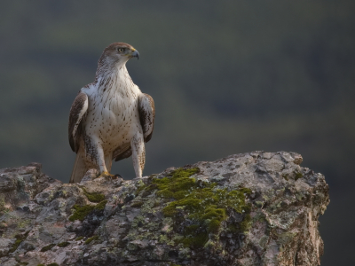 Vogel foto: Aquila fasciata / Havikarend / Bonelli's Eagle
