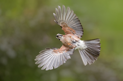 Een gaai, een gewone vogel maar hier toch iets anders gefotografeerd. Gewoonlijk zie je de bovenkant of zijkant, maar hier de onderkant.