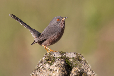 <i class='fa fa-user'></i> Luc Meert |   Provenaalse Grasmus  <i class='fa fa-eye'> 333</i>  <i class='fa fa-thumbs-up'> 20</i>   <i class='fa fa-comment-o'> 5</i>