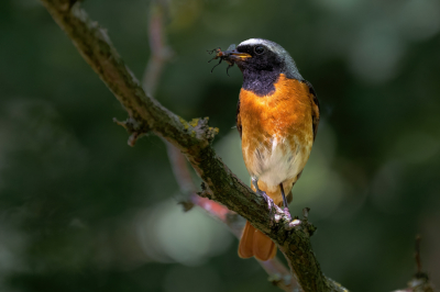 Vogel foto: Phoenicurus phoenicurus / Gekraagde Roodstaart / Common Redstart