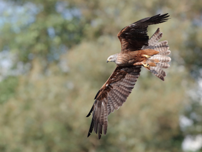 naast de vele rode wouwen waren de zwarte ook talrijk aanwezig.
Vaak troefden ze de rode wouw af met hun snelheid, ongelooflijk wat een acrobaten zijn dat.