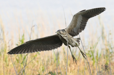 Een prachtige, imposante vogel in de vlucht.
Met veel geduld een foto met de spanwijdte van de roerdomp.