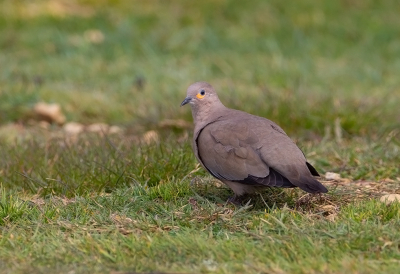 <i class='fa fa-user'></i> charlysax |   Grote Punaduif  <i class='fa fa-eye'> 136</i>  <i class='fa fa-thumbs-up'> 3</i>   <i class='fa fa-comment-o'> 3</i>