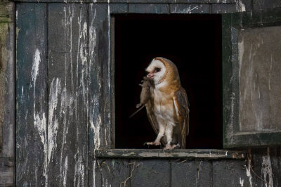 <i class='fa fa-user'></i> Hans Overduin |   Kerkuil  <i class='fa fa-eye'> 441</i>  <i class='fa fa-thumbs-up'> 16</i>   <i class='fa fa-comment-o'> 13</i>