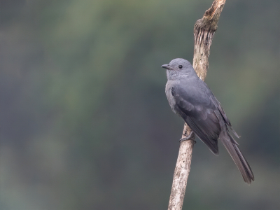 <i class='fa fa-user'></i> Paul van Giersbergen |   Grauwe Piha  <i class='fa fa-eye'> 107</i>  <i class='fa fa-thumbs-up'> 2</i>   <i class='fa fa-comment-o'> 2</i>