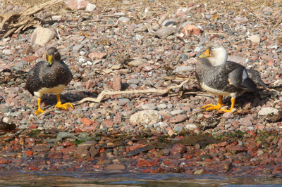 <i class='fa fa-user'></i> Martjan Lammertink |   Witkopbooteend  <i class='fa fa-eye'> 133</i>   <i class='fa fa-comment-o'> 0</i>