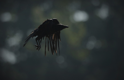 Deze kraai zat in een omgevallen boom na een was beurt zich te poetsen. Enkele foto's kunnen maken met tegenlicht, voordat hij opvloog.  Deze foto was wel de mooiste van de serie.....lekker scary !!