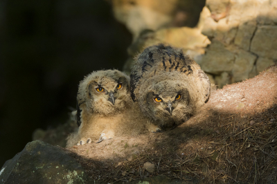 <i class='fa fa-user'></i> Robert Westerhof |   Oehoe  <i class='fa fa-eye'> 374</i>  <i class='fa fa-thumbs-up'> 22</i>   <i class='fa fa-comment-o'> 11</i>