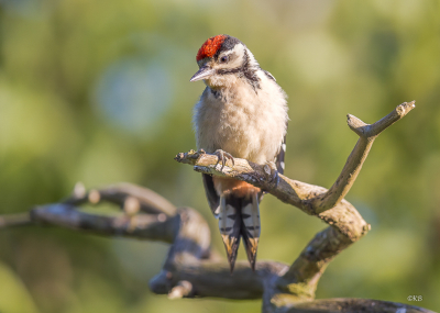 De jonge specht is op verkenningstocht door de tuin, vader specht vliegt hem de hele dag achterna om te voeren.
Hier zit hij in een dode treuriep die we ter decoratie hebben laten staan, een zeer gewild object voor de vogels.