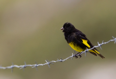 <i class='fa fa-user'></i> charlysax |   Zwarte Sijs  <i class='fa fa-eye'> 118</i>  <i class='fa fa-thumbs-up'> 2</i>   <i class='fa fa-comment-o'> 3</i>