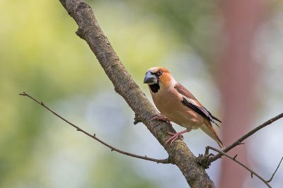 Vogel foto: Coccothraustes coccothraustes / Appelvink / Hawfinch