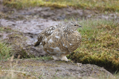 <i class='fa fa-user'></i> Henk Baptist |   Alpensneeuwhoen  <i class='fa fa-eye'> 152</i>   <i class='fa fa-comment-o'> 1</i>