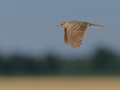 Ik heb altijd al veldleeuweriken willen fotograferen die boven een graanveld vliegen, maar tot nu toe waren ze altijd te snel of te ver weg. Deze keer werkte het eindelijk.