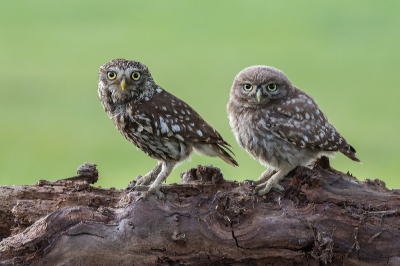 De jonge Steenuilen zijn alweer een paar weken uit het nest.
Ze laten zich overdag weinig zien. Ik ben een paar keer 's avonds gaan zitten. 
Het werd al aardig donker voordat ze zich lieten zien.
Weer een hele uitdaging om ze op de foto te zetten.