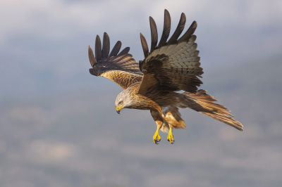 <i class='fa fa-user'></i> Luc Meert |   Rode Wouw  <i class='fa fa-eye'> 270</i>  <i class='fa fa-thumbs-up'> 15</i>   <i class='fa fa-comment-o'> 10</i>