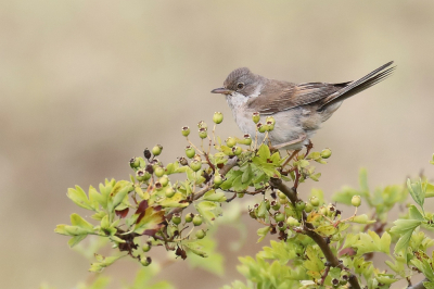 Op zoek naar de grauwe klauwier zag ik een aantal grasmussen, die gevoerd werden door de ouders. Heel mooi schouwspel.
Nog nooit heb ik deze soort,  met het prachtige oogje, gefotografeerd.
De grauwe klauwier komt hopelijk een andere keer.