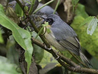 <i class='fa fa-user'></i> Paul van Giersbergen |   Zwartoorhemispingus  <i class='fa fa-eye'> 100</i>   <i class='fa fa-comment-o'> 0</i>