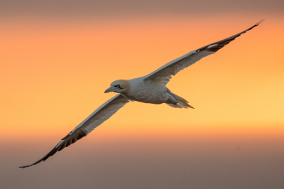 <i class='fa fa-user'></i> Vincent Vuik |   Jan-van-gent  <i class='fa fa-eye'> 347</i>  <i class='fa fa-thumbs-up'> 37</i>   <i class='fa fa-comment-o'> 24</i>