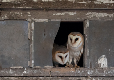 Na problemen te hebben gehad met mijn computer toch mijn foto's kunnen behouden. Deze opname kunnen maken bij een prachtige boerderij van Hans waar hij zoals al eerder is geschreven door iemand, een mooi uitkijkpunt is gemaakt om kerkuilen te kunnen fotograferen ( als je ze in beeld krijgt  ) het was een grote verrassing dat ik in een heel kort moment beide in het raam zag verschijnen.