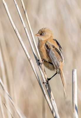 Paar weken geleden, 's morgens vroeg, naar de Zevenhuizerplas gegaan. Moesten wel geduld hebben maar eindelijk zag ik ze, de baardmannetjes (juveniele), Ook big wat andere soorten maar ik ging voor deze.