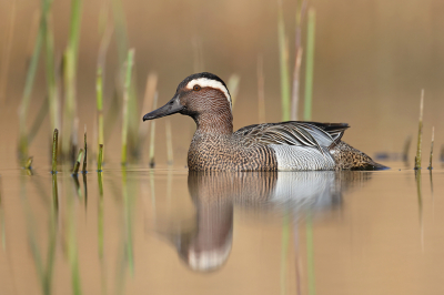 <i class='fa fa-user'></i> Luc Meert |   Zomertaling  <i class='fa fa-eye'> 442</i>  <i class='fa fa-thumbs-up'> 37</i>   <i class='fa fa-comment-o'> 10</i>