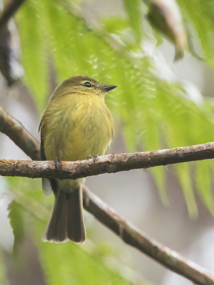 <i class='fa fa-user'></i> Paul van Giersbergen |   Goudtiran  <i class='fa fa-eye'> 118</i>   <i class='fa fa-comment-o'> 0</i>