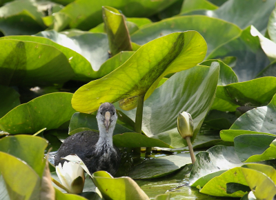 <i class='fa fa-user'></i> rixte |   Meerkoet  <i class='fa fa-eye'> 105</i>   <i class='fa fa-comment-o'> 22</i>