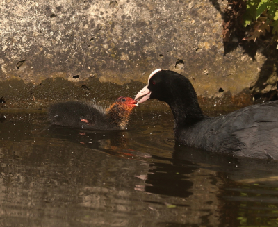 <i class='fa fa-user'></i> Meindert |   Meerkoet  <i class='fa fa-eye'> 83</i>   <i class='fa fa-comment-o'> 22</i>