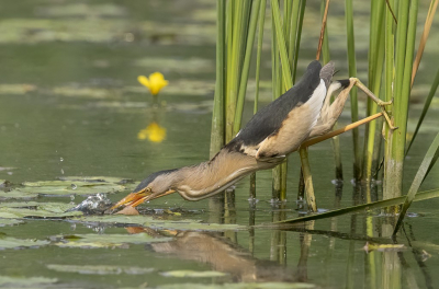 Bird picture: Ixobrychus minutus / Woudaap / Little Bittern