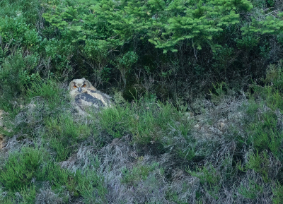 Momenteel ben ik volop bezig met vlinderfotografie en zijn de vogels daardoor een beetje op de achtergrond geraakt.

Afgelopen maandag was ik met een maatje na het werk vlinders fotograferen bij onze zuiderburen. Nadat we langzaam maar zeker richting auto liepen kwamen we langs een wand, zo'n typische wand waar ik altijd wel naar kijk als ik er langs kom.

Langs deze specifieke wand ben ik al diverse keren gelopen de afgelopen 2 jaar en nooit is me iets opgevallen. Nu echter zag ik iets bewegen, ik schat een meter of 40 afstand.

De RX10M4 erbij gepakt en ingezoomd op 600mm.

Bingo !!! Een jonge Oehoe zat op zijn gemak op uitkijk, hier keek ie even recht in de lens.

Er was al behoorlijk weinig licht, gezien de 1/125 op ISO 1600. Hoe dan ook, zeer blij met deze foto en waarneming. Ik was ook verbaasd over de relatief korte afstand waarop de vogel zat t.o.v. het wandelpad. 

Uit de hand genomen.