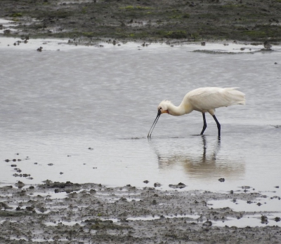 Op Texel deze mooie foeragerende lepelaar kunnen zien.
Ik vond het leuk om niet alleen het water maar ook de drassige grond aan de onder en bovenkant bij de foto te betrekken.