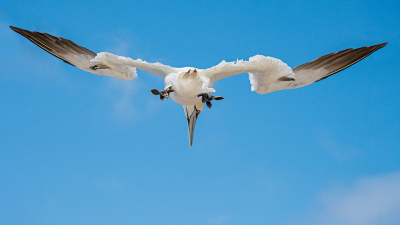 Picture was taken on the Island of Helgoland. I managed to capture the gannet in flight, in the moment this beautiful bird goes into attack sequence. I think it looks interesting. Recording circumstances - sunny weather with some clouds. Windy.