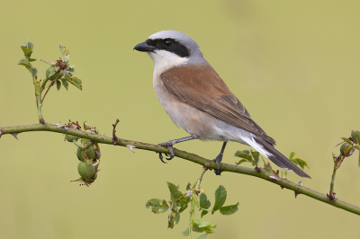 <i class='fa fa-user'></i> Luc Meert |   Grauwe Klauwier  <i class='fa fa-eye'> 328</i>  <i class='fa fa-thumbs-up'> 25</i>   <i class='fa fa-comment-o'> 14</i>