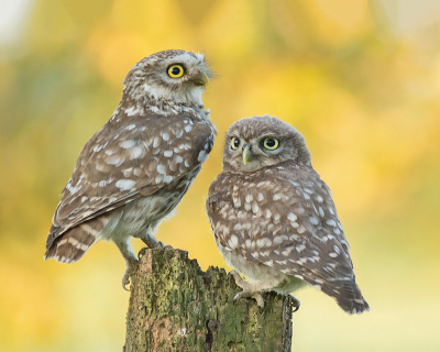 <i class='fa fa-user'></i> Geerie |   Steenuil  <i class='fa fa-eye'> 368</i>  <i class='fa fa-thumbs-up'> 35</i>   <i class='fa fa-comment-o'> 17</i>