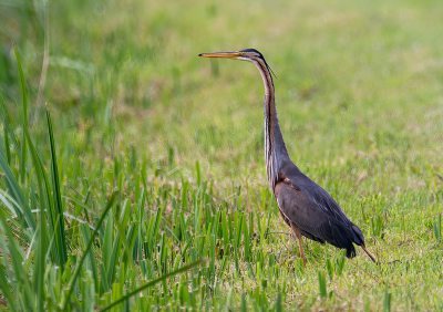 De Purperreiger was er nog 1 (van de vele) die ik graag nog eens op de plaat wilde vastleggen. Vanochtend was die dan daar struinend door de weilanden kon ik genieten van deze sierlijke reiger.