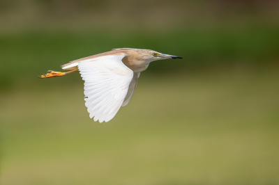 <i class='fa fa-user'></i> kevinhollmann |   Ralreiger  <i class='fa fa-eye'> 383</i>  <i class='fa fa-thumbs-up'> 16</i>   <i class='fa fa-comment-o'> 5</i>