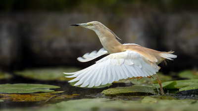 <i class='fa fa-user'></i> Theo Jacobs |   Ralreiger  <i class='fa fa-eye'> 434</i>  <i class='fa fa-thumbs-up'> 20</i>   <i class='fa fa-comment-o'> 7</i>