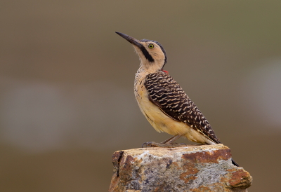 <i class='fa fa-user'></i> charlysax |   Andesgrondspecht  <i class='fa fa-eye'> 211</i>  <i class='fa fa-thumbs-up'> 22</i>   <i class='fa fa-comment-o'> 10</i>