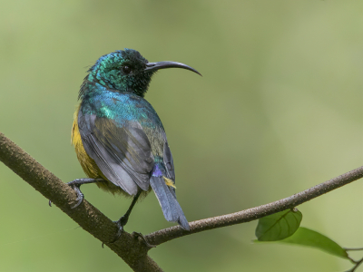 <i class='fa fa-user'></i> Paul van Giersbergen |   Loveridges Honingzuiger  <i class='fa fa-eye'> 121</i>  <i class='fa fa-thumbs-up'> 3</i>   <i class='fa fa-comment-o'> 1</i>