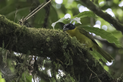 <i class='fa fa-user'></i> Paul van Giersbergen |   Uluguruklauwier  <i class='fa fa-eye'> 132</i>   <i class='fa fa-comment-o'> 0</i>