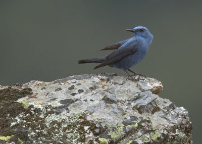 <i class='fa fa-user'></i> Boudewijn Schreiner |   Blauwe Rotslijster  <i class='fa fa-eye'> 266</i>  <i class='fa fa-thumbs-up'> 19</i>   <i class='fa fa-comment-o'> 6</i>