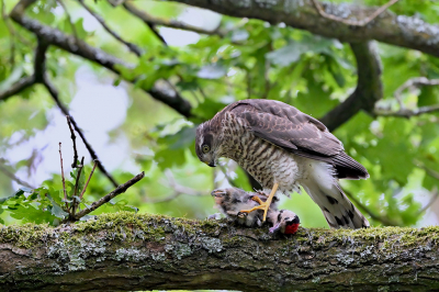 De Japanse tuin in Clingendael, Den Haag, bleef dit jaar gesloten vanwege een paartje broedende sperwers. De 4 jongen zijn inmiddels uitgevlogen. Het voorbije weekend zag ik niet ver hiervandaan een juveniele sperwer een juveniele Grote bonte specht slaan en hem gedurende 5 kwartier plukken en verorberen. Een mooie ontmoeting!
Meer foto's via https://www.jaapvuijk.nl/acht-weken/