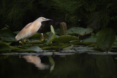 <i class='fa fa-user'></i> kevinhollmann |   Ralreiger  <i class='fa fa-eye'> 364</i>  <i class='fa fa-thumbs-up'> 15</i>   <i class='fa fa-comment-o'> 9</i>