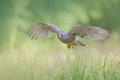 Deze havik vloog net boven het lange gras. Door het fotograferen met een open diafragma krijg je ook een mooie zachte achtergrond.