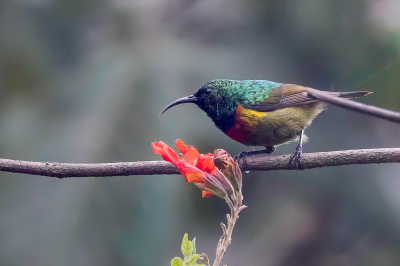 <i class='fa fa-user'></i> Paul van Giersbergen |   Moreaus Honingzuiger  <i class='fa fa-eye'> 115</i>  <i class='fa fa-thumbs-up'> 1</i>   <i class='fa fa-comment-o'> 1</i>