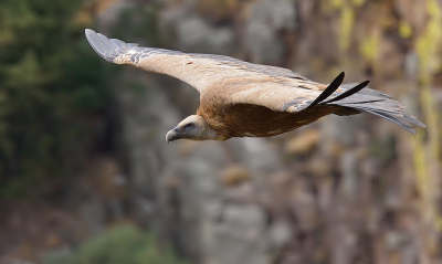 <i class='fa fa-user'></i> josephine |   Vale Gier  <i class='fa fa-eye'> 303</i>  <i class='fa fa-thumbs-up'> 18</i>   <i class='fa fa-comment-o'> 22</i>